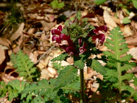 {Pedicularis canadensis}